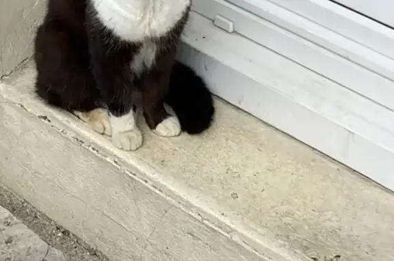 Chatte bicolore trouvée à Fronval - photo