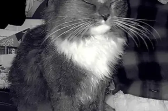 Lost pets , photo: Lost Fluffy Cat Chuckie Bear - Help Find Him!