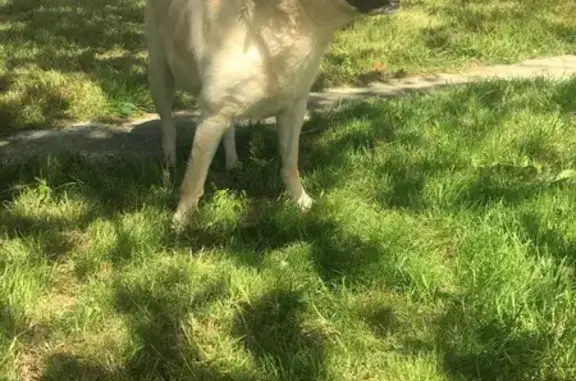 Chien trouvé , photo: Labrador retrouvé à Essarts