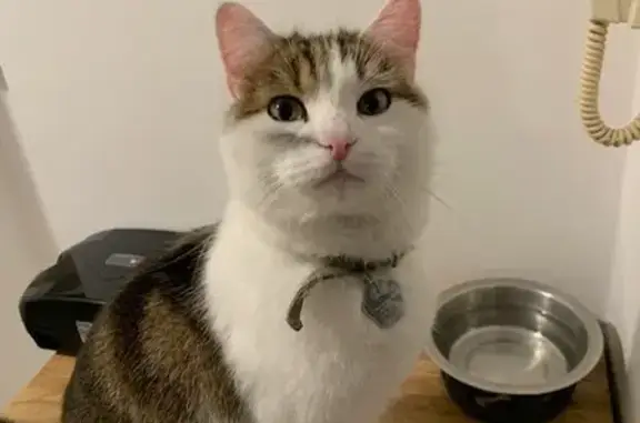 Animaux perdus Poitiers, photo: Chat tigré perdu à Poitiers