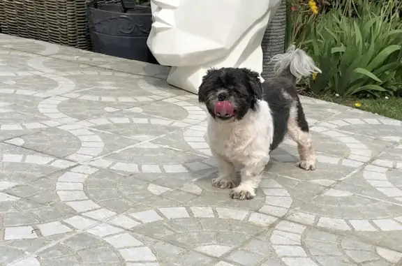 Chien shitsu perdu à Béthune - photo