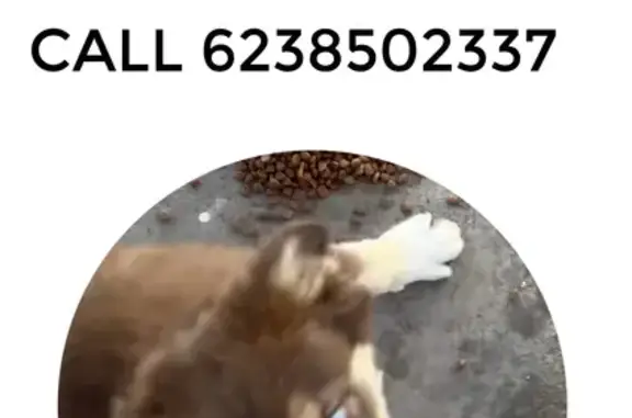 Lost Brown Dog with Blue Eyes - Call Now!