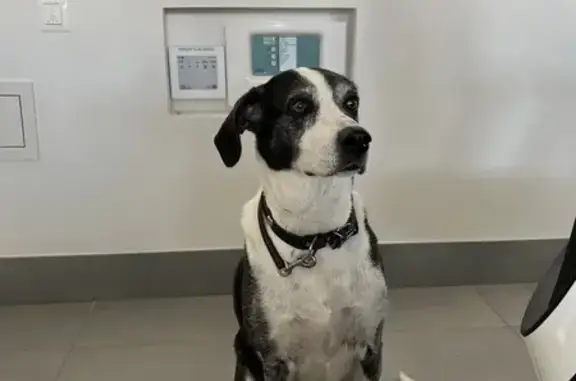Animaux trouvés Saint-Loubès, photo: Chien perdu retrouvé à Saint-Loubès