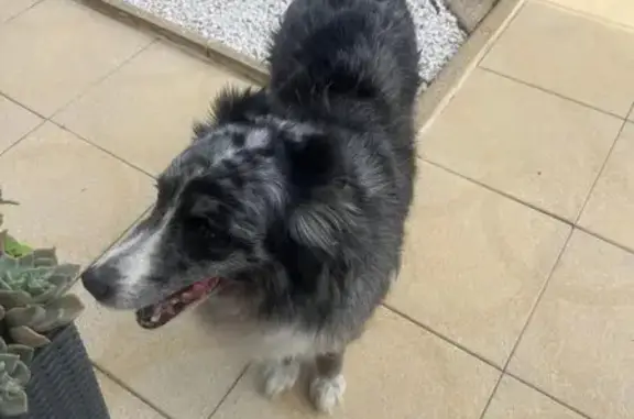 Chien trouvé: Berger australien - photo
