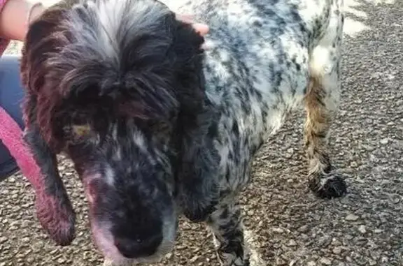 Chien cocker trouvé à Yssandon - photo