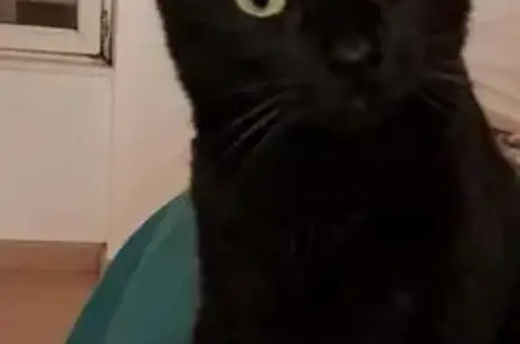 Chat perdu, Naucelles, photo: Chatte noire perdue à Naucelles
