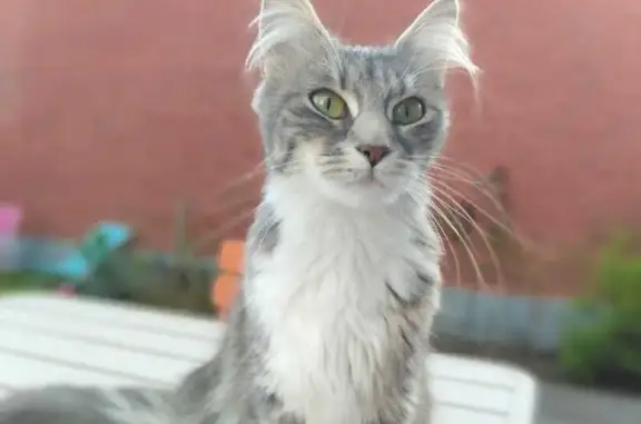 Chat tigré trouvé à Villeneuve - photo
