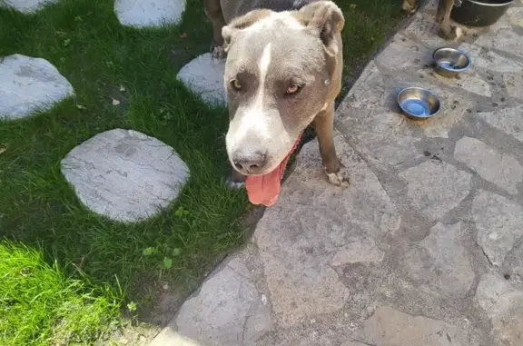 Chiens perdus à Néfiach trouvés - photo