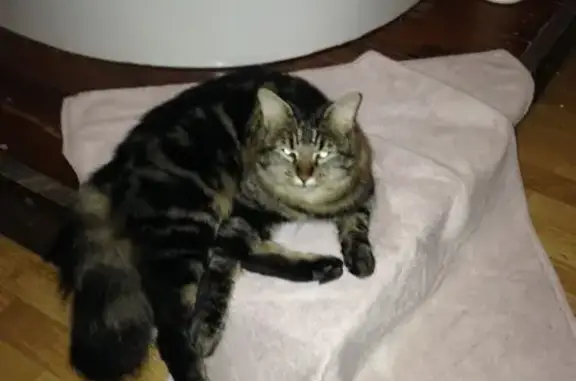 Chat perdu, , photo: Chat tigré Azille disparu