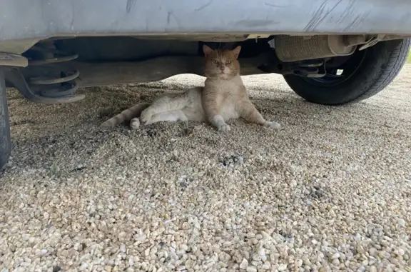 Chat blessé à sauver - Urgent - photo