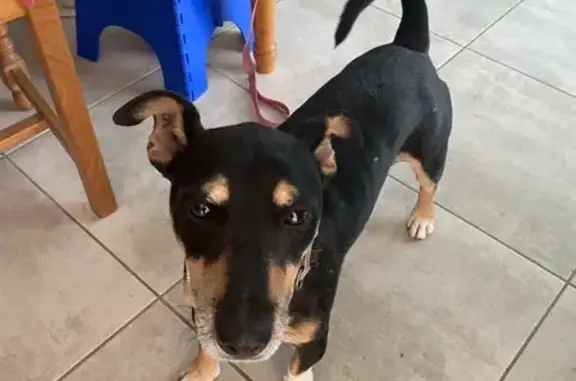 Chien trouvé Gigean, photo: Chien mâle perdu à Gigean