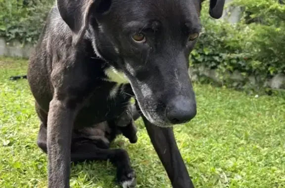 Chien marron/noir perdu à Morienval - photo