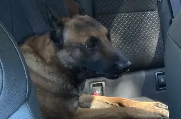 Berger Malinois perdu à Fos-sur-Mer - photo