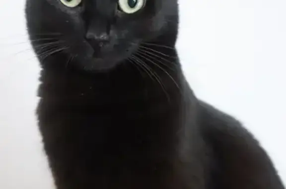 Chat perdu, Drefféac, photo: Chatte noire perdue à Drefféac