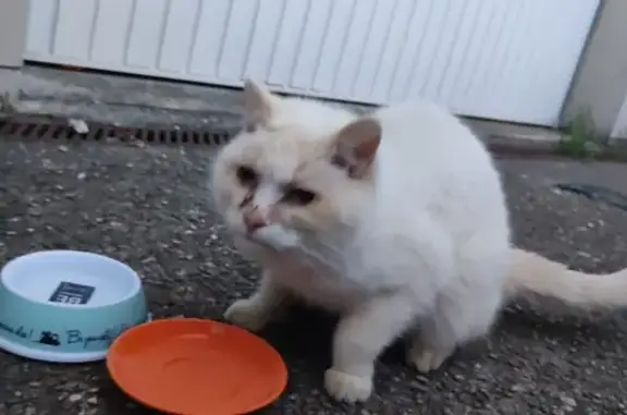 Chat trouvé Othis, photo: Chat beige blessé trouvé à Othis