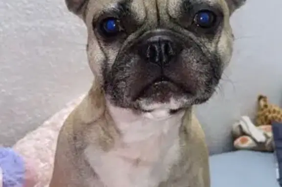 Animaux perdus La Roche-de-Glun, photo: Bouledogue crème perdu - La Roche