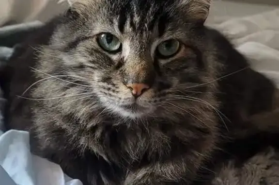 Lost Fluffy Tabby Male Cat - Elizabeth St, Gilmer