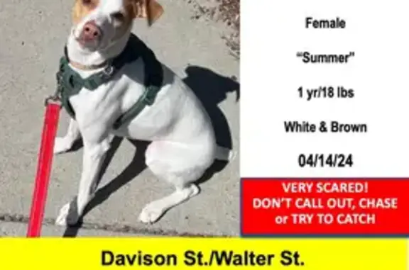 Lost Pup Alert: White & Brown - West St. 36, Boston