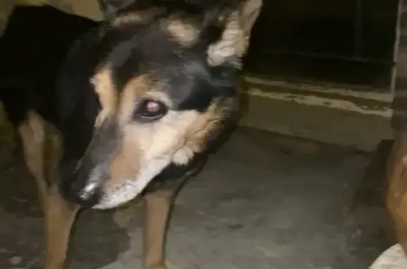 Chien trouvé Sens, photo: Chien perdu retrouvé à Sens