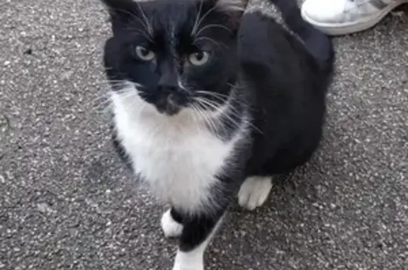 Chat blessé affectueux trouvé à Hayange - photo