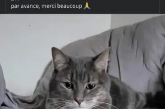 Avis de recherche: Lola, chat perdu - photo
