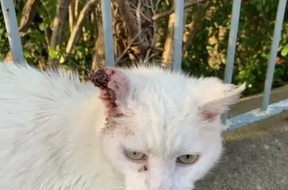 Chat perdu à Amfreville trouvé - photo