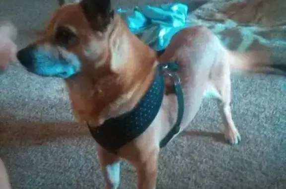 Missing dog , photo: Lost Dog Alert: San Antonio TX 78201 - Help!