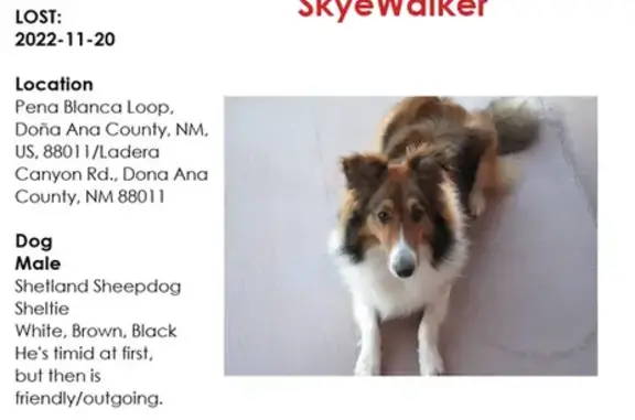 Help Find SkyeWalker: Lost Sheltie in DAC, NM