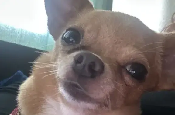 Lost Mini Chihuahua 