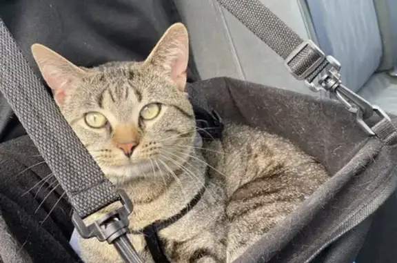 Lost Tabby Cat Pablito in Urbana - Help!