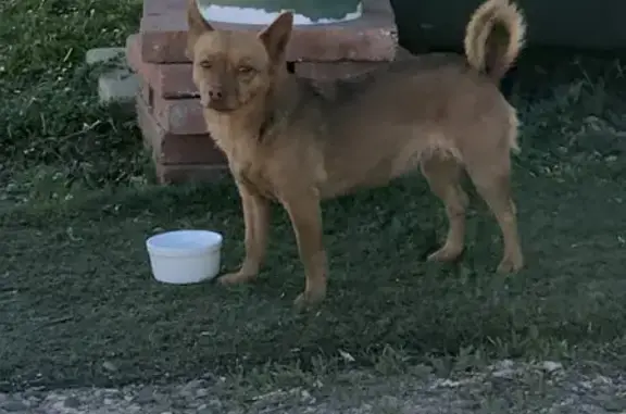 Found: Sweet Chihuahua Mix in Prescott Valley