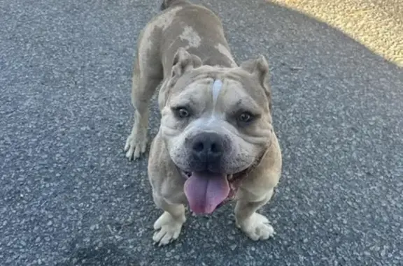 Found Dog on Farrow Rd, Columbia - Apr 13