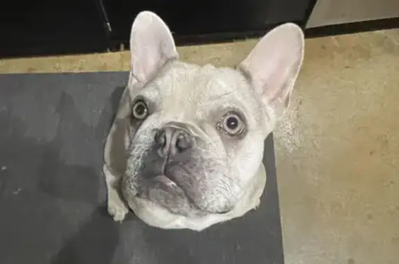 Help Find Chapo: Lost Blue Fawn Frenchie!