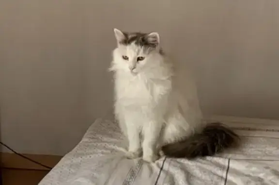 Chat perdu, , photo: Chatte Plume disparue à Bonrepos