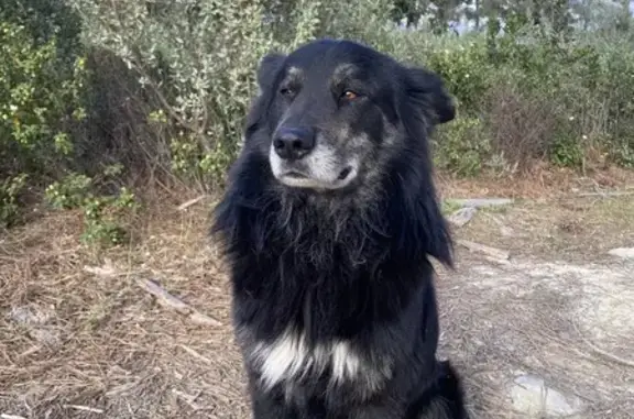 Chien doux trouvé à Pinia - photo