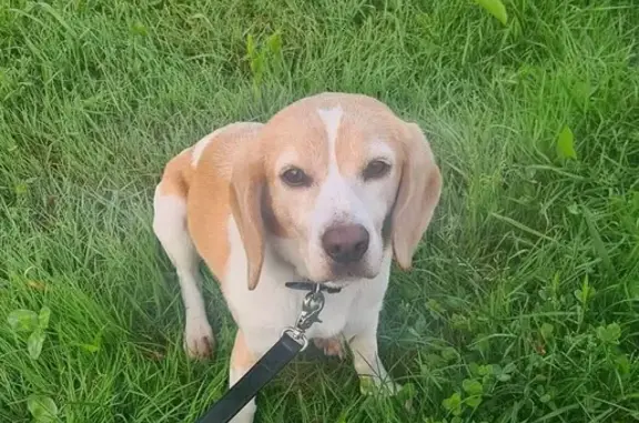Animaux perdus , photo: Moka, Beagle perdu à Ajaccio