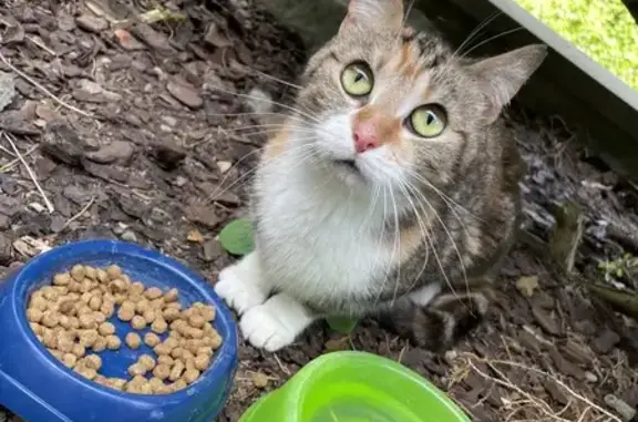 Chat maigre trouvé à Wasquehal - photo