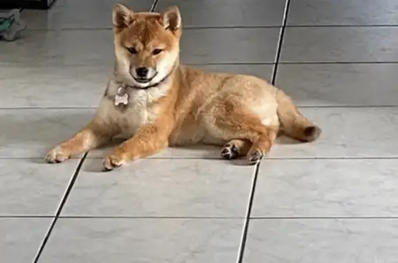 Chien perdu Mulhouse, photo : Chien Shiba perdu, collier violet