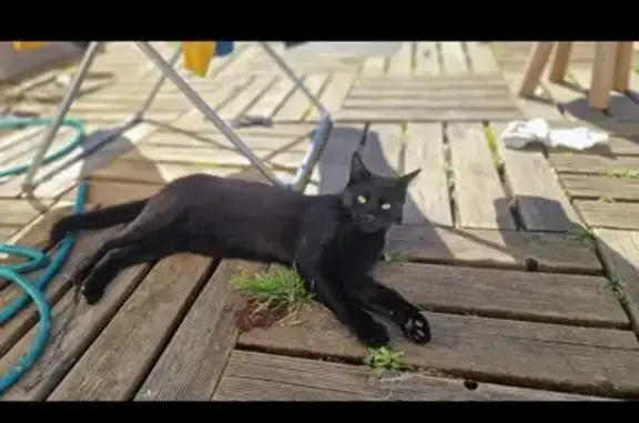 Animaux perdus Mazères-Lezons, photo: Chaton noir Blakcy disparu