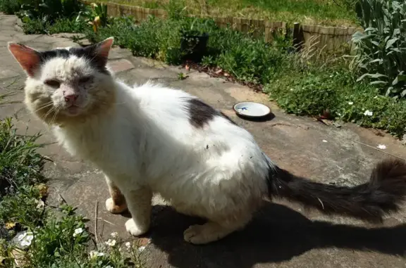 Chat retrouvé à Avessac, rue 6 - photo