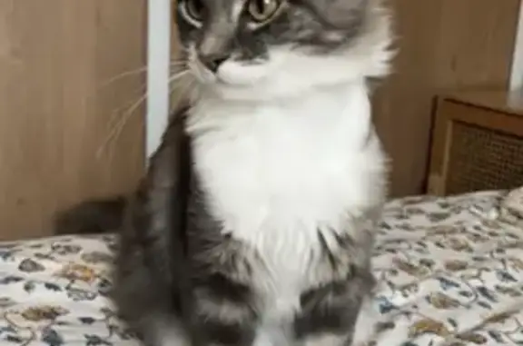 Chat perdu, , photo: Tchoupi, chat gris-blanc perdu