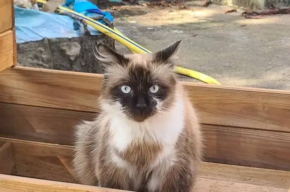 Animaux perdus , photo: Oréo, Chat Angora Perdu à Flavignac