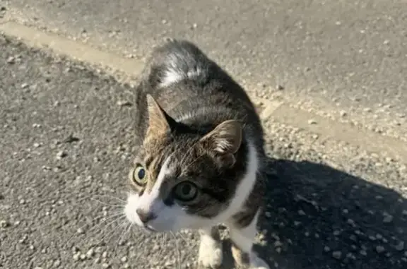 Chat aveugle perdu rue Guignechien - photo