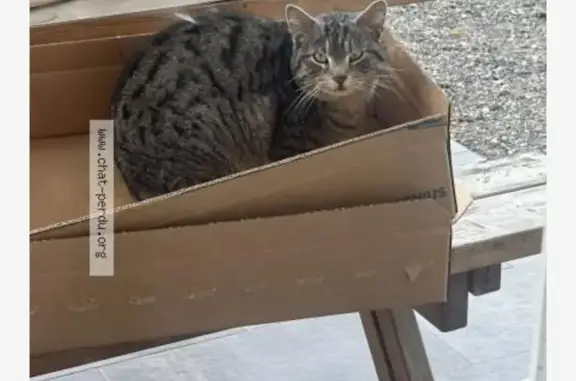 Chat trouvé , photo: Chat gris docile trouvé à Altviller