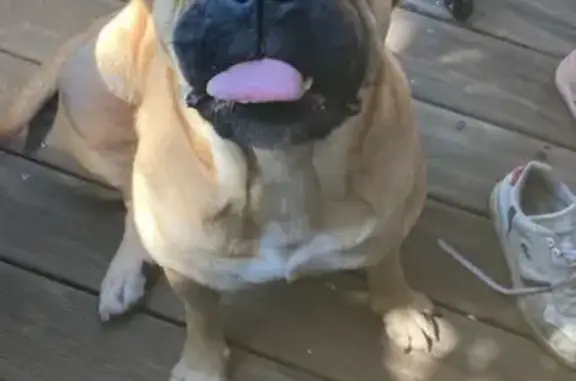 Chien perdu Nouvelle-Aquitaine, photo : Chienne Dogue perdue à Pau
