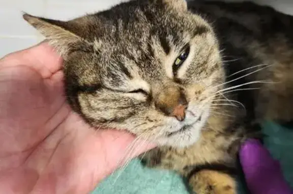 Chatte tigrée trouvée à Mayrinhac - photo