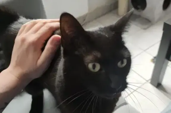 Chat perdu, Amiens, photo: Chatte noire perdue à Amiens