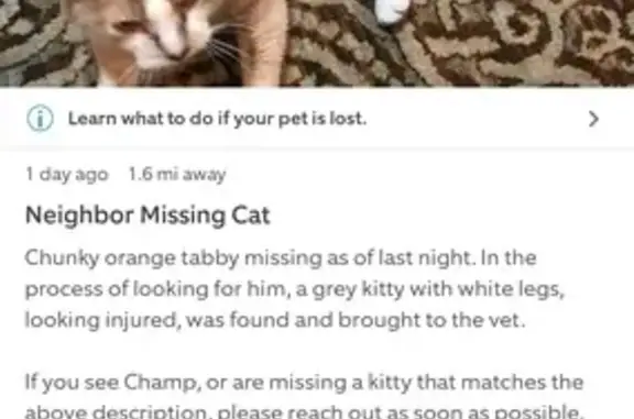 Lost Orange Cat Champ in Beacon Falls, CT