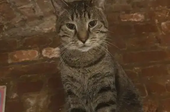 Animaux perdus Cambrai, photo: Chat tigré perdu à Cambrai