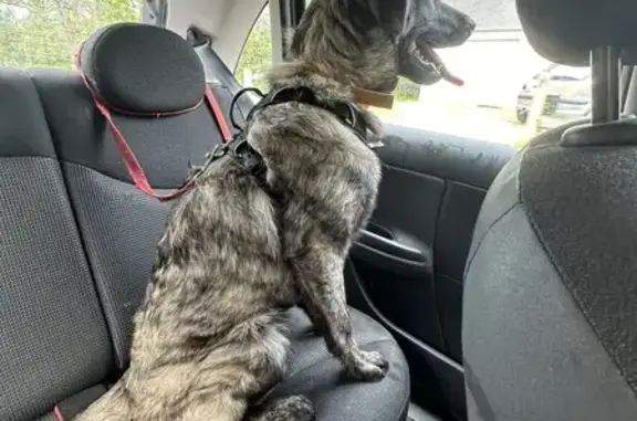 Chiot Berger Perdu à Assérac - photo
